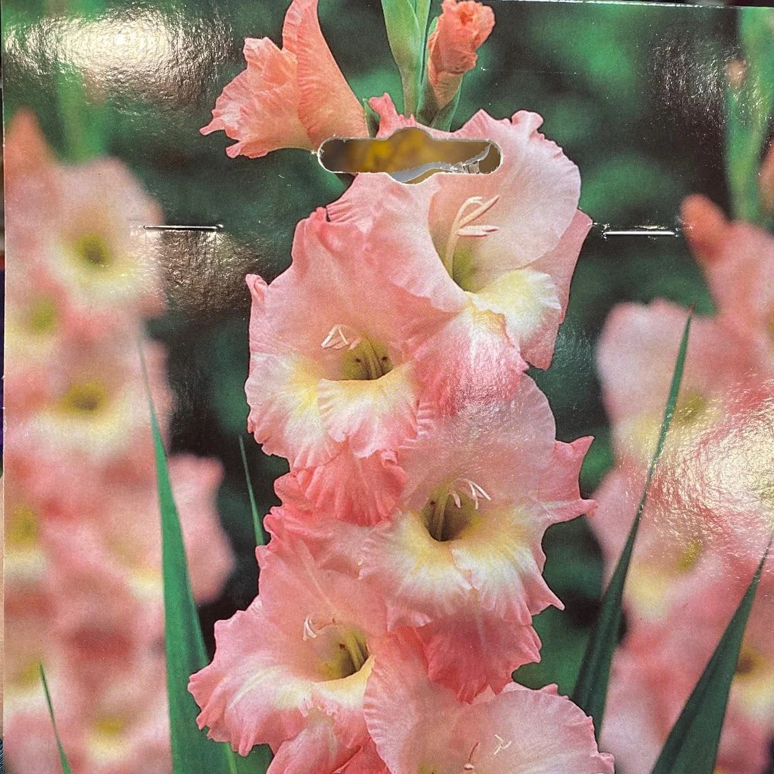 Pink Gladiolus Hybridus Flower Seeds for Planting - 100