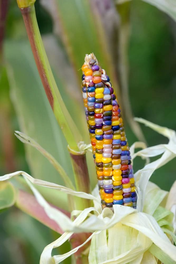 Glass Gem Rainbow Corn Seeds for Planting – Heirloom & Non-GMO, Colorful Organic Popcorn Corn