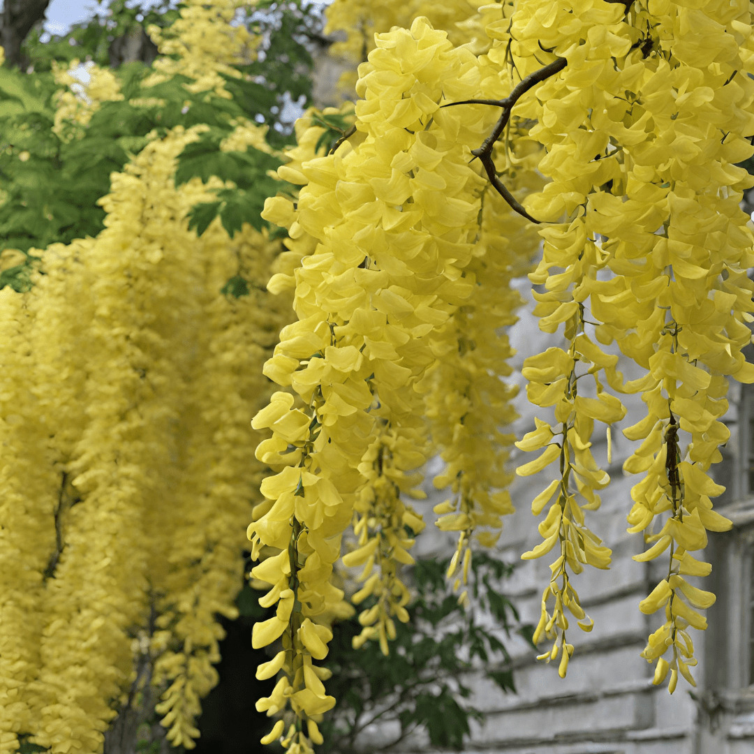 Glicine Flower Seeds – Wisteria Vines with Cascading Blooms - Dharaseeds