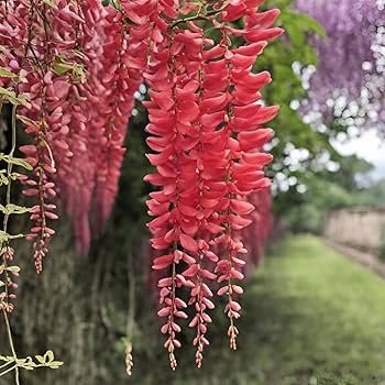 Glicine Flower Seeds – Wisteria Vines with Cascading Blooms - Dharaseeds