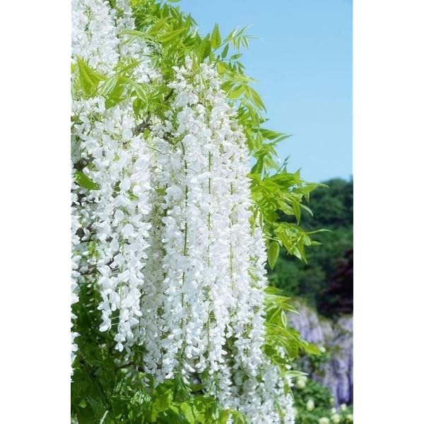 Glicine Flower Seeds – Wisteria Vines with Cascading Blooms - Dharaseeds