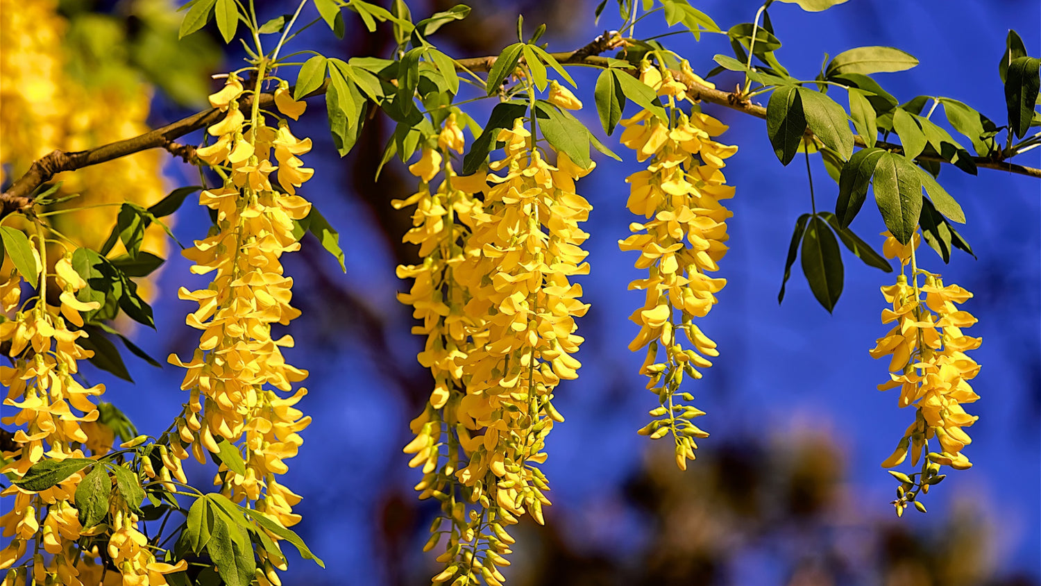 Yellow Wisteria Seeds