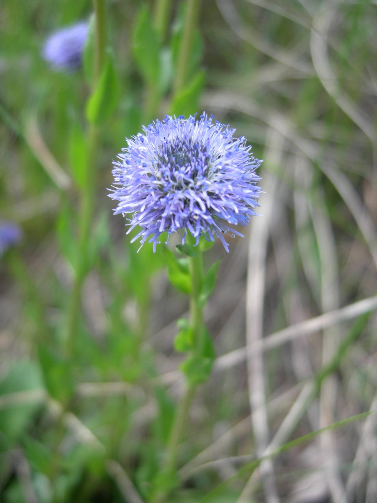 Globularia nudicaulis flower seeds for planting in alpine gardens or rockery outdoor spaces - Dharaseeds