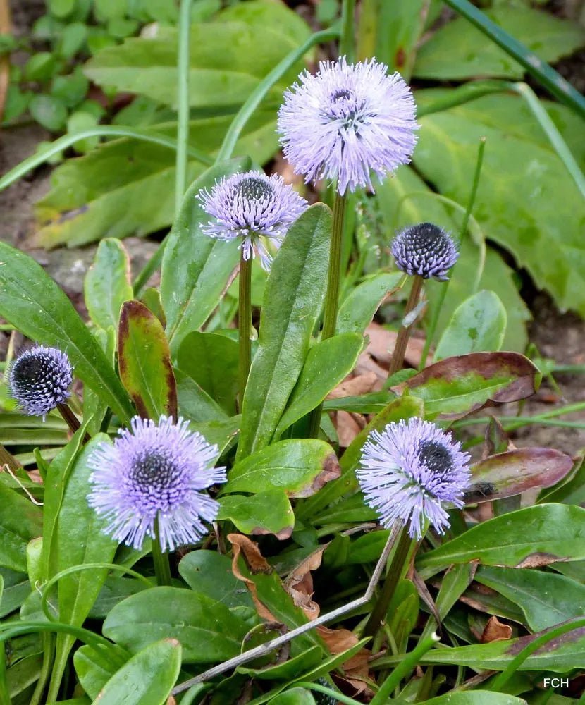 Globularia nudicaulis flower seeds for planting in alpine gardens or rockery outdoor spaces - Dharaseeds
