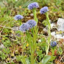 Globularia nudicaulis flower seeds for planting in alpine gardens or rockery outdoor spaces - Dharaseeds