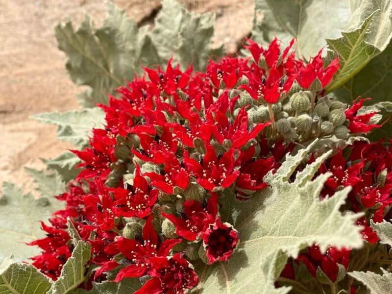 Glossostemon bruguieri or Moghat Seeds for Planting Scientific Name Placeholder for planting in home garden