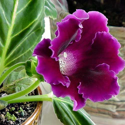 Gloxinia Flower Seeds in Violet White - 100 pcs