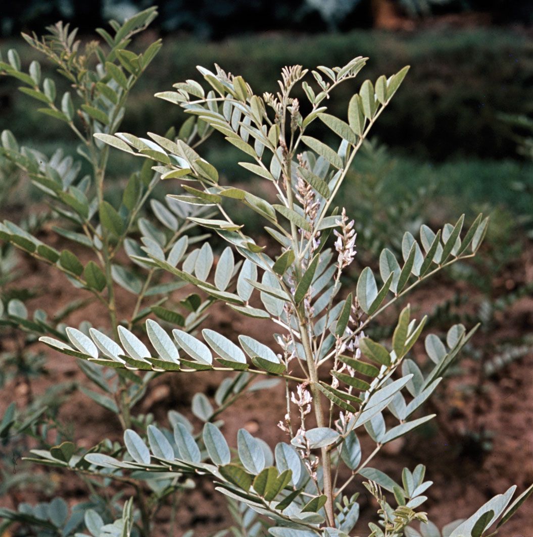 Glycyrrhiza Uralensis