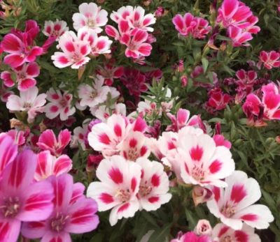 Godetia Coastal Imported heirloom non-gmo organic garden seeds
