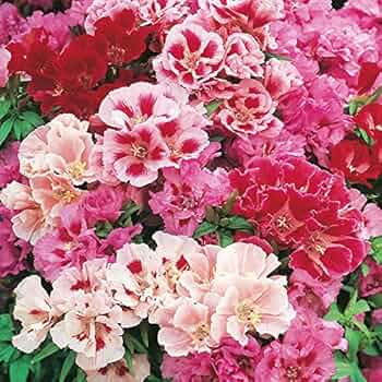 Godetia Dwarf Open Pollinated heirloom non-gmo organic garden seeds