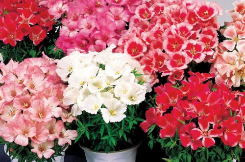 Godetia Satin Imported heirloom non-gmo organic garden seeds
