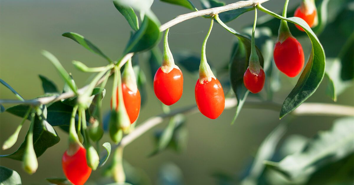 Goji Berry (Lycium barbarum)