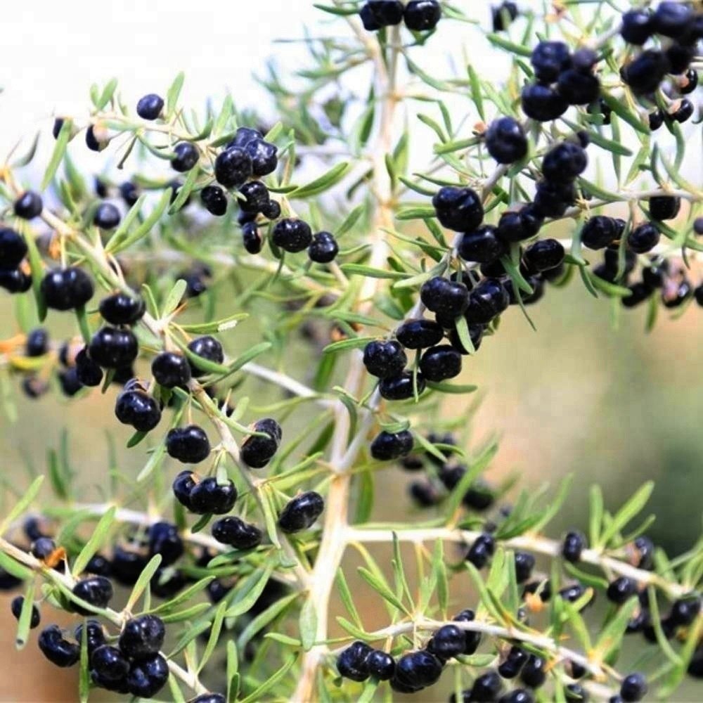 Goji Berry black seeds ideal for gardening and home growers