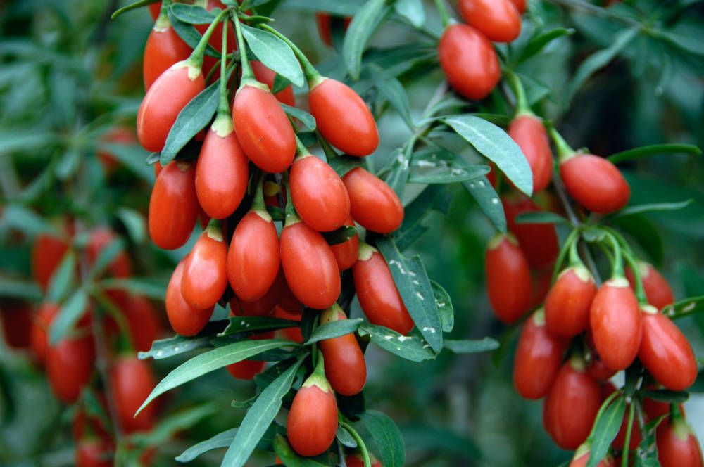 Goji Berry (Lycium barbarum)