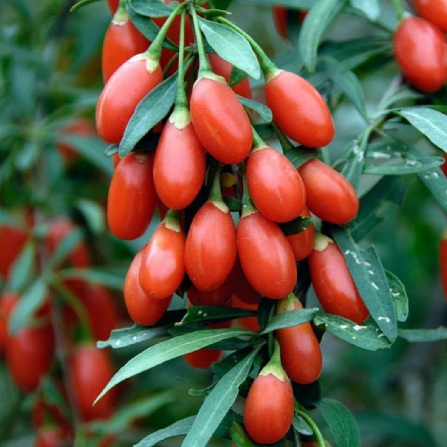 Goji berry plants grown from seeds in home garden