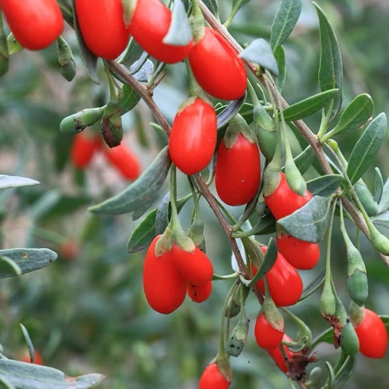 Goji berry seedlings growth guide for home gardeners