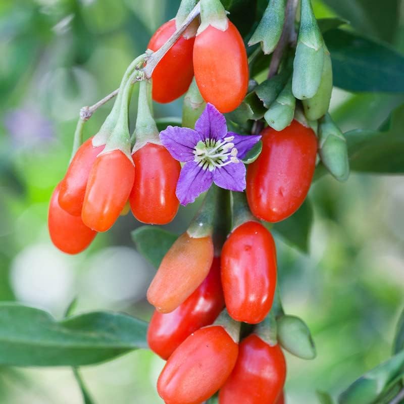 Non GMO heirloom goji berry seeds for planting in garden and containers