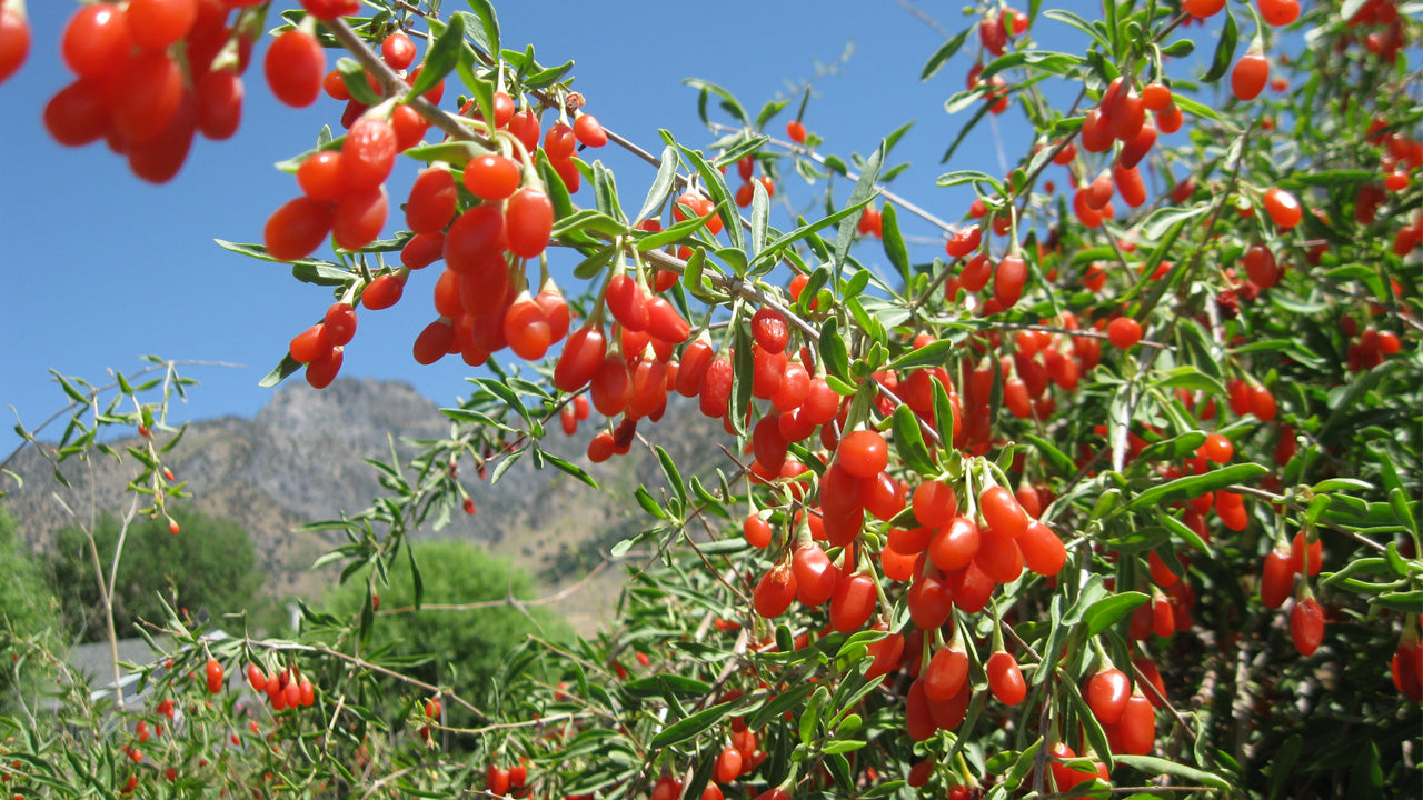 Goji Berry (Lycium barbarum)