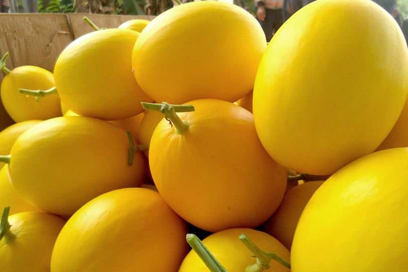 Gold Melon vines growing in sunny garden