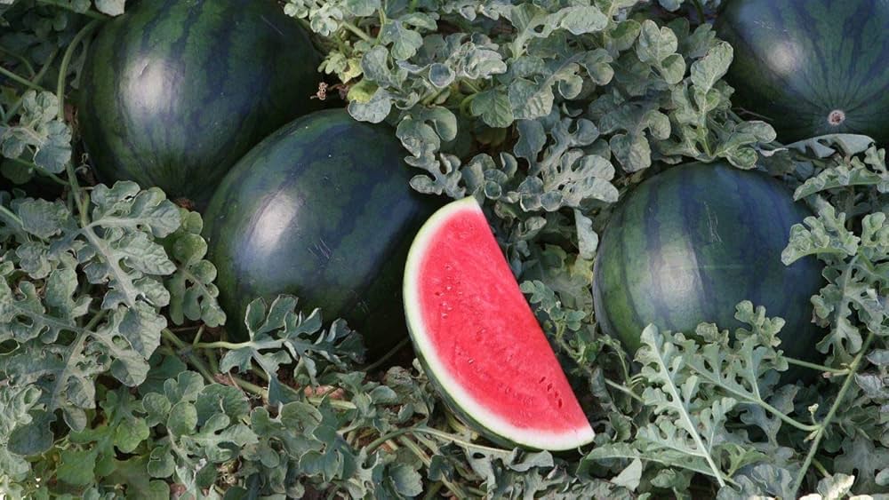 Gold rind watermelon seeds for home garden growing