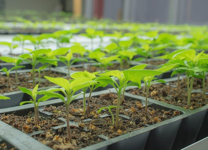 Golden Cayenne Pepper Capsicum annuum vegetable seeds for planting in spicy kitchen gardens - Dharaseeds