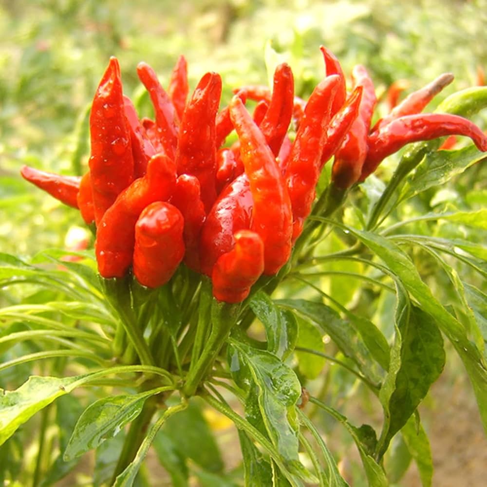 Golden Cayenne Pepper seeds – spicy garden starter, heirloom quality - Dharaseeds