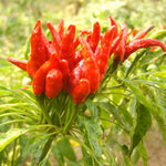 Golden Cayenne Pepper seeds – spicy garden starter, heirloom quality - Dharaseeds