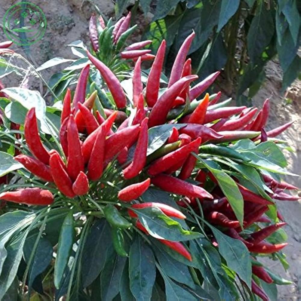 Golden Cayenne Pepper seeds – spicy garden starter, heirloom quality - Dharaseeds