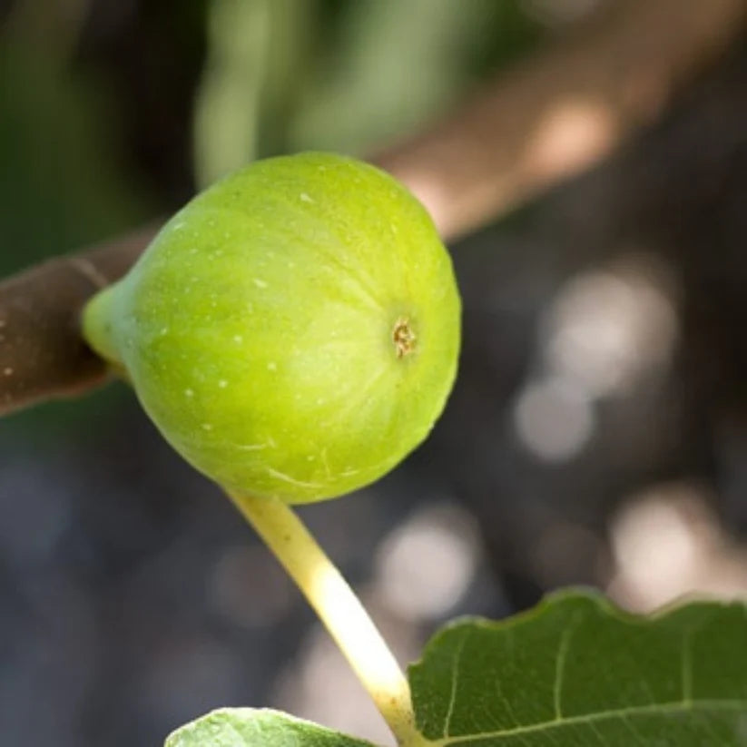 Golden Fig tree planted in home orchard from quality seeds