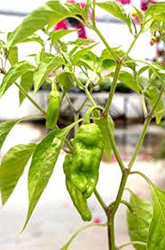 Golden Greek Pepperoncini Capsicum annuum vegetable seeds for planting in home pickling gardens - Dharaseeds