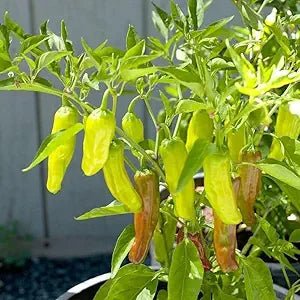 Golden Greek Pepperoncini Capsicum annuum vegetable seeds for planting in home pickling gardens - Dharaseeds