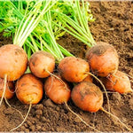 garden bed with rows of healthy round carrot plants

