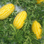 Hybrid watermelon seeds Asian variety Golden Pioneer