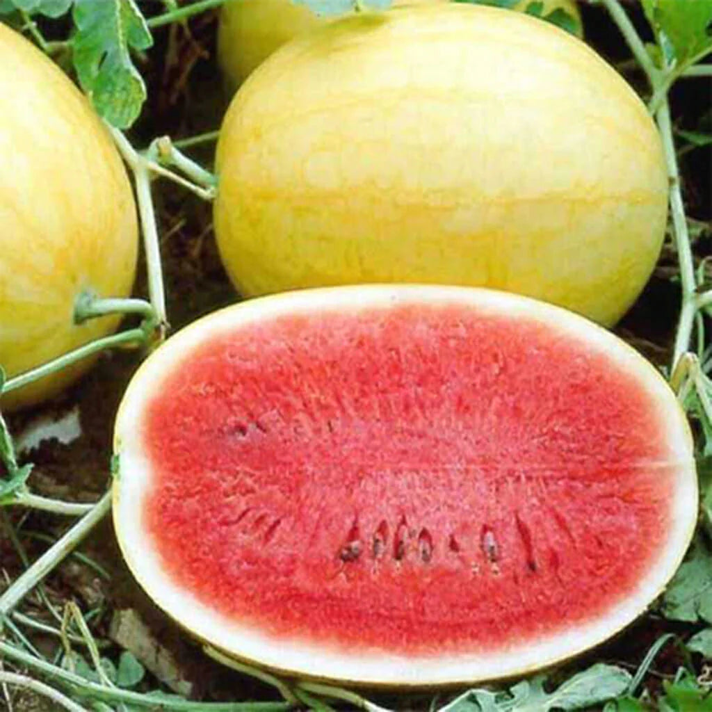 Golden Pioneer watermelon seeds for summer planting