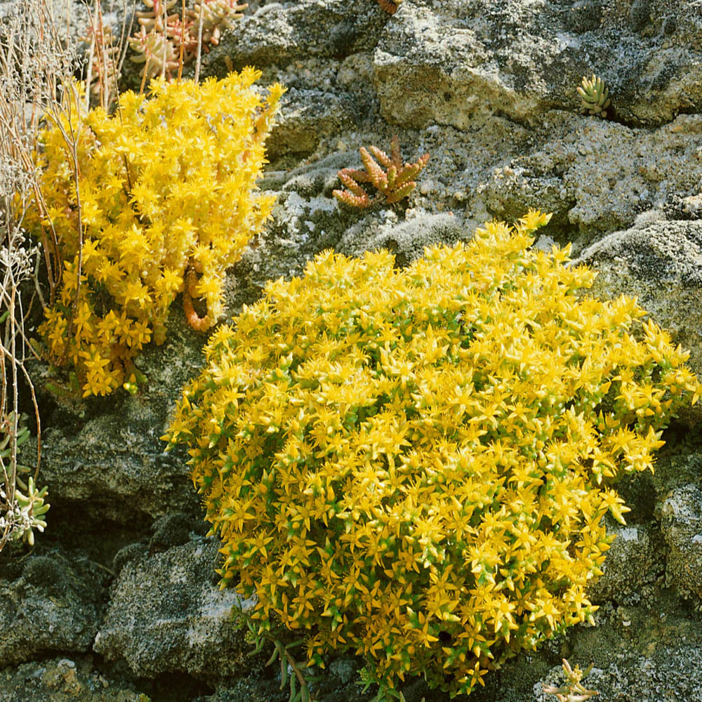 Golden Sedum seeds for low-growing groundcover plants