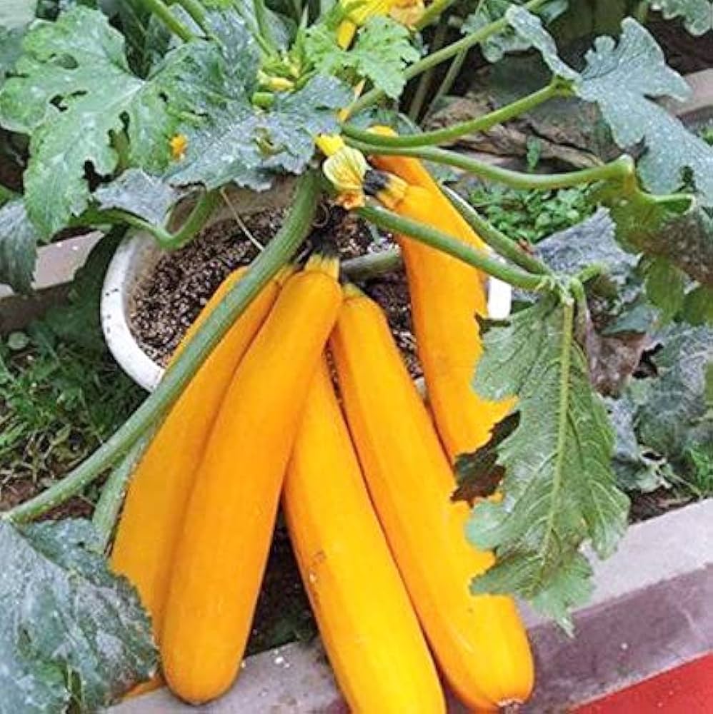 Golden zucchini squash Cucurbita pepo heirloom vegetable seeds for planting in summer kitchen gardens or pots - Dharaseeds