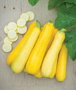 Golden zucchini squash Cucurbita pepo heirloom vegetable seeds for planting in summer kitchen gardens or pots - Dharaseeds