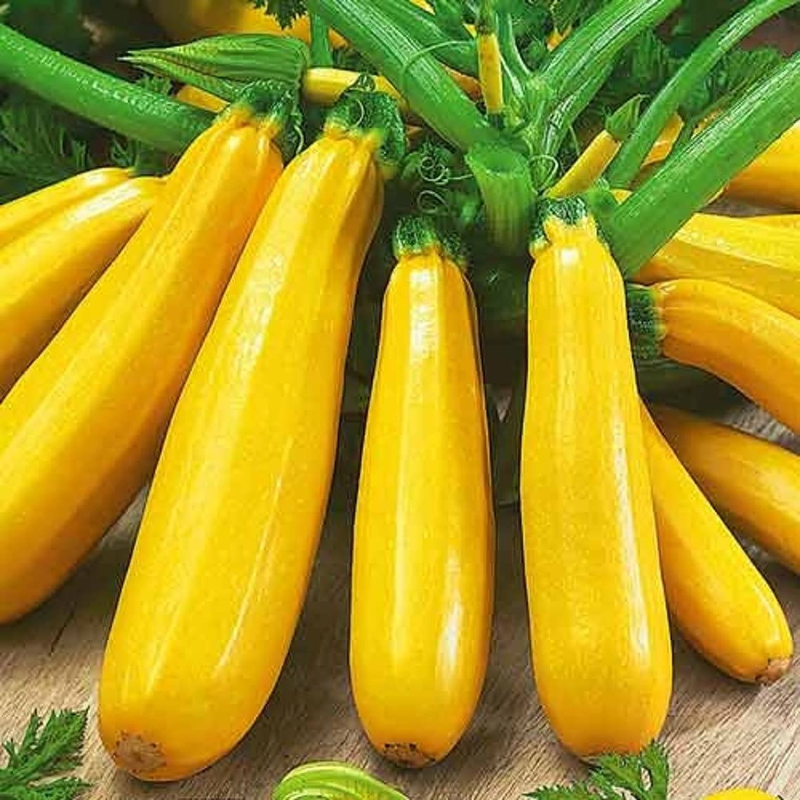 Golden zucchini squash Cucurbita pepo heirloom vegetable seeds for planting in summer kitchen gardens or pots - Dharaseeds