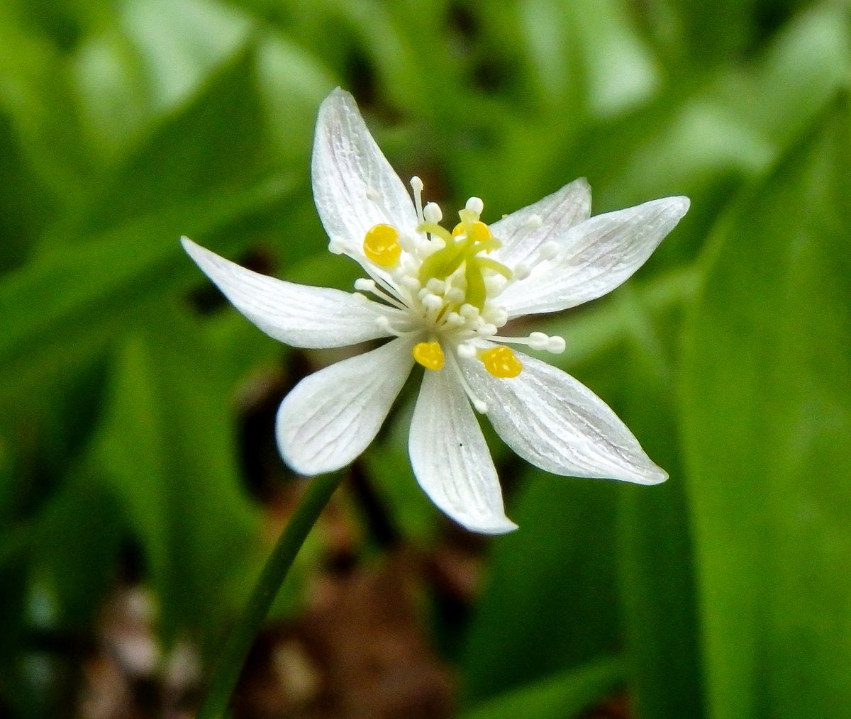 Heirloom Goldthread herb seeds perennial shade plant