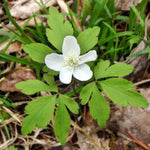 Goldthread Mother seeds non GMO medicinal herb seeds for planting