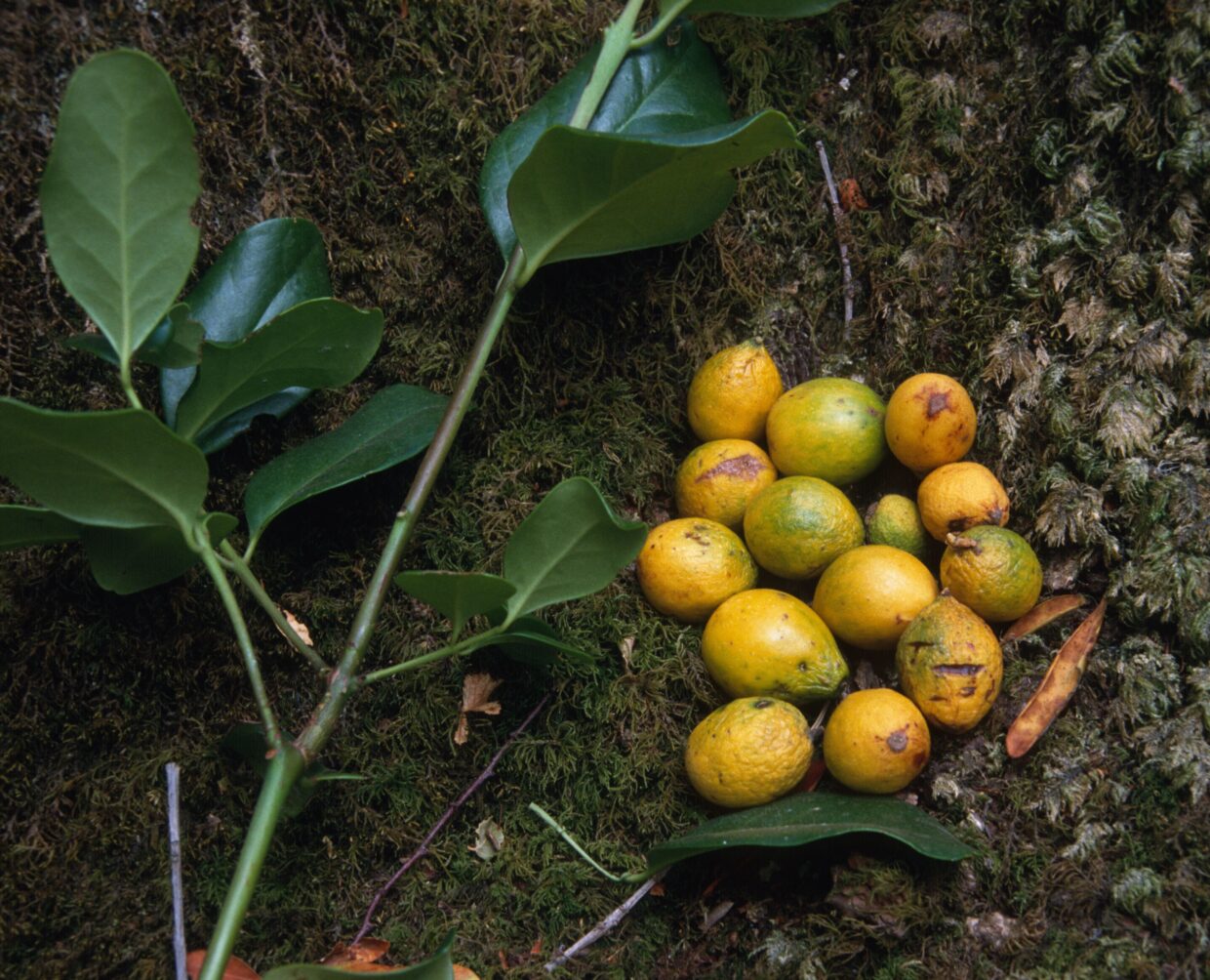 Keule (Avramomum melegueta)