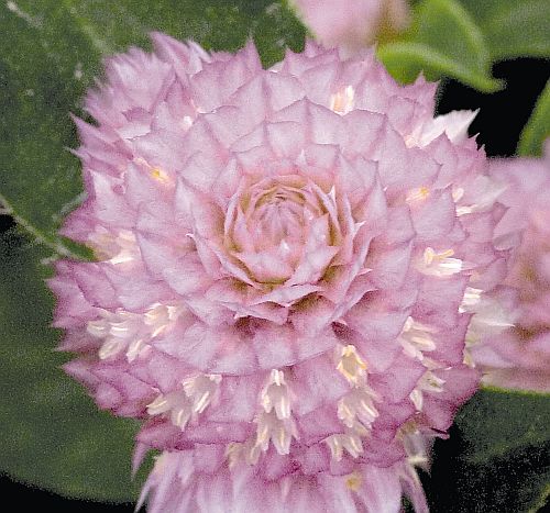Gomphrena Buddy Rose Globe Amaranth Imported heirloom non-gmo garden seeds