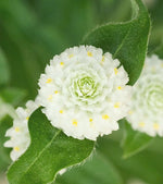 Gomphrena Buddy White Globe Amaranth Imported heirloom non-gmo garden seeds