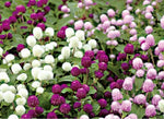 Gomphrena Las Vegas Imported heirloom non-gmo garden seeds