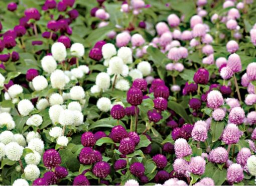 Gomphrena Las Vegas Imported heirloom non-gmo garden seeds