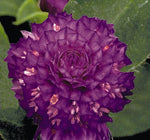 Gomphrena Buddy Purple Globe Amaranth Imported heirloom non-gmo garden seeds