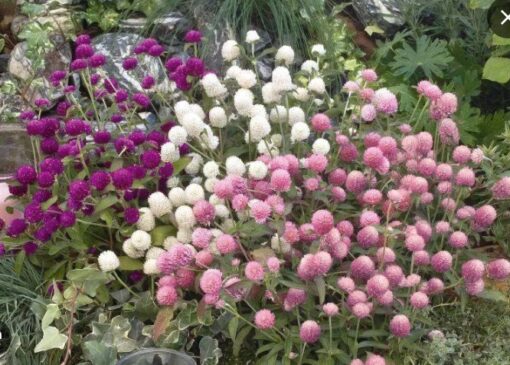 Gomphrena Buddy Globe Amaranth Imported heirloom non-gmo garden seeds