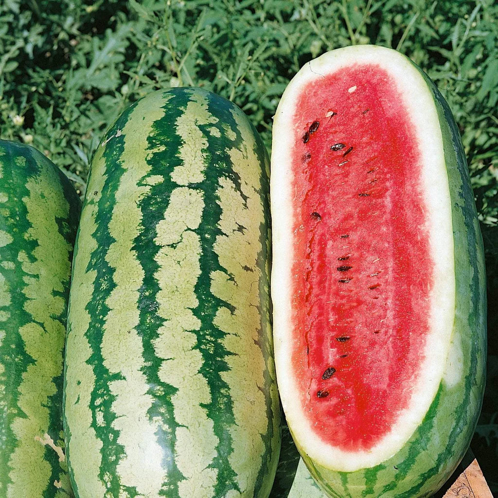 Good taste watermelon seeds for home garden planting