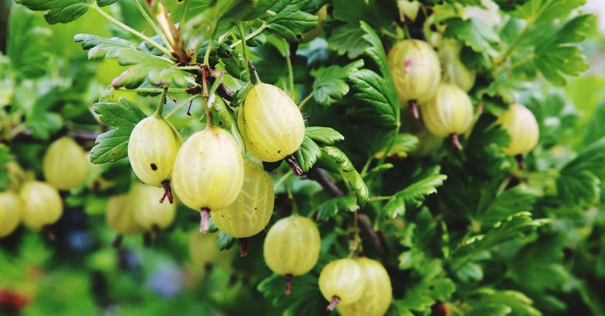 Gooseberry (Ribes uva-crispa)