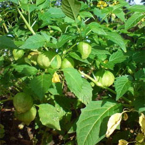 Cape Gooseberry Golden Fruit Plant Seeds